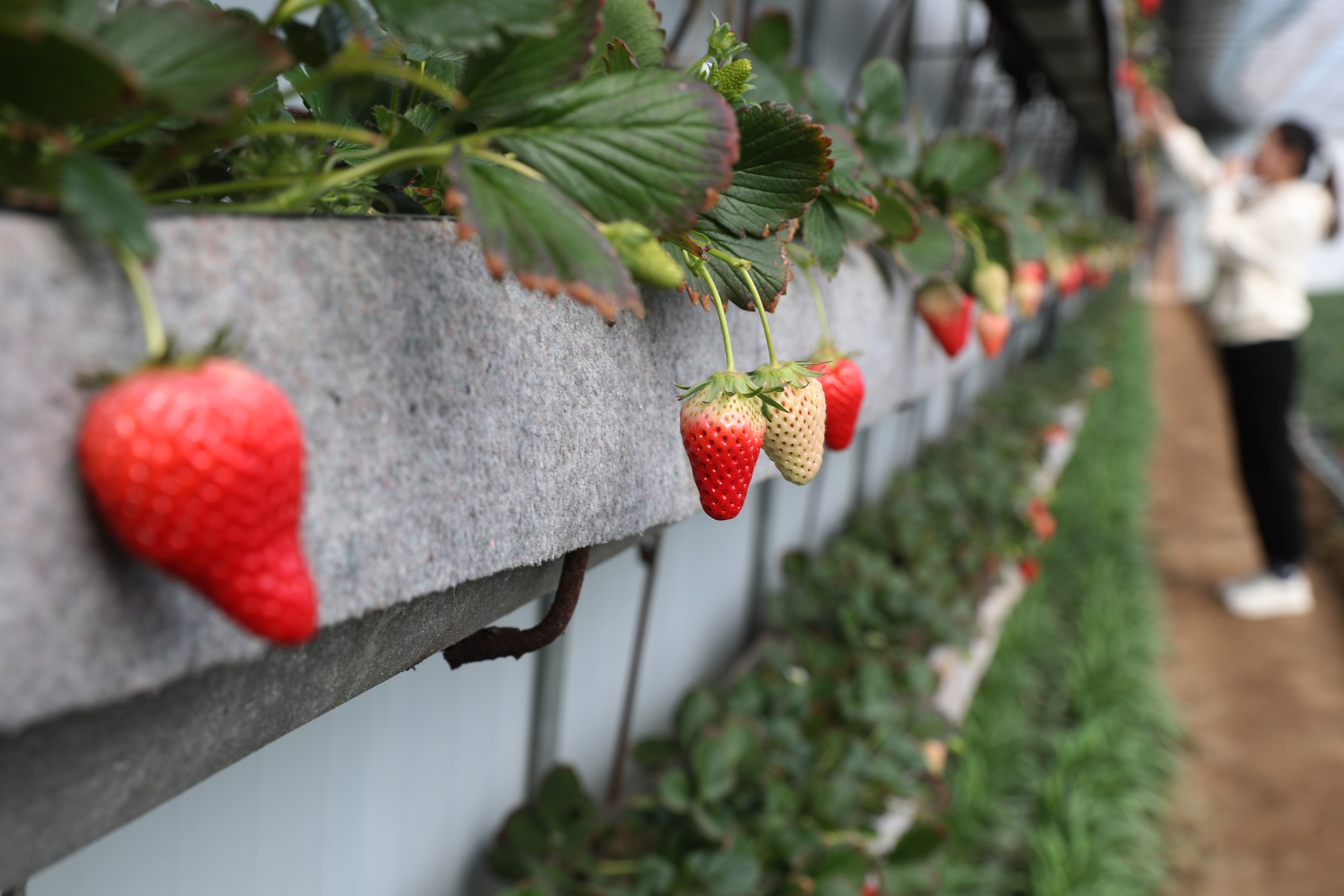 青岛:"小草莓"助力乡村振兴
