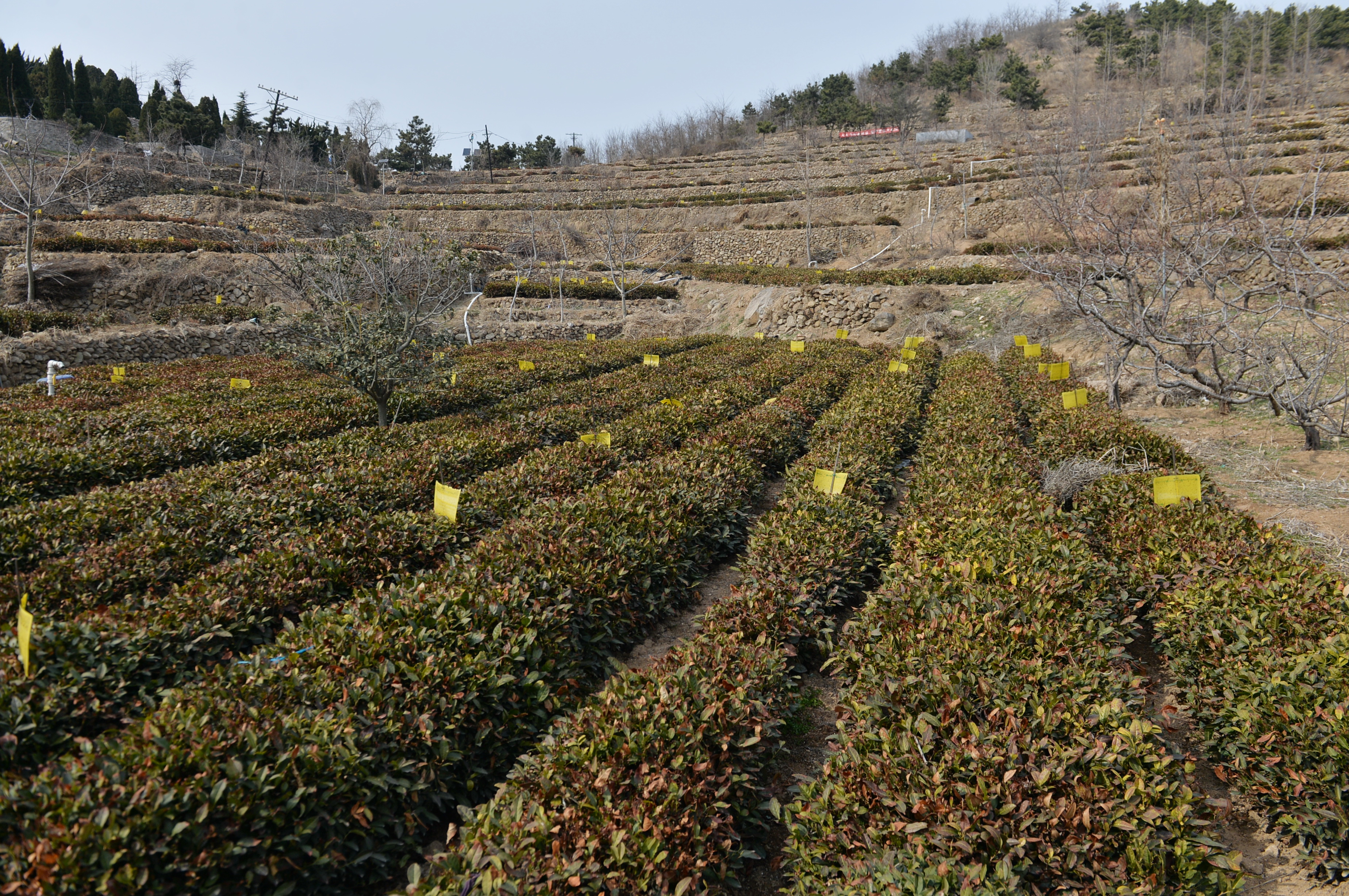 耐寒的茶树品种安全越冬(央广网发 通讯员供图)