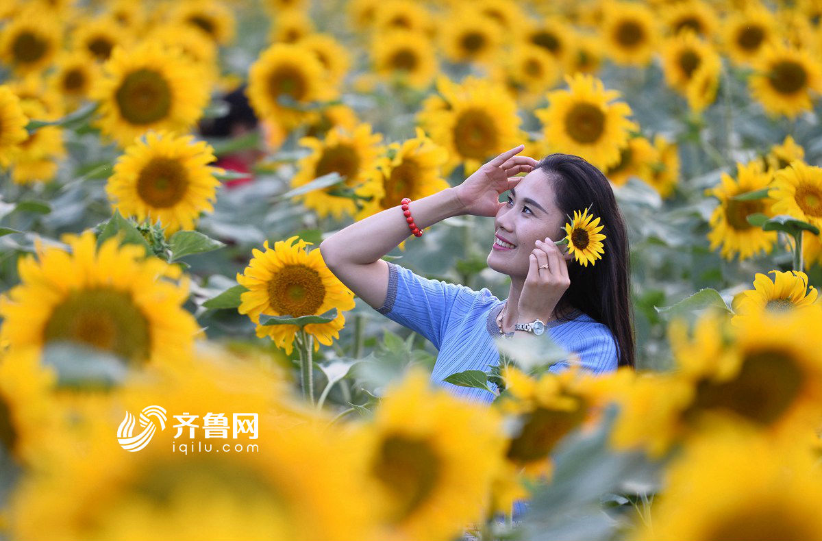 山东向日葵盛放 美女翩翩起舞