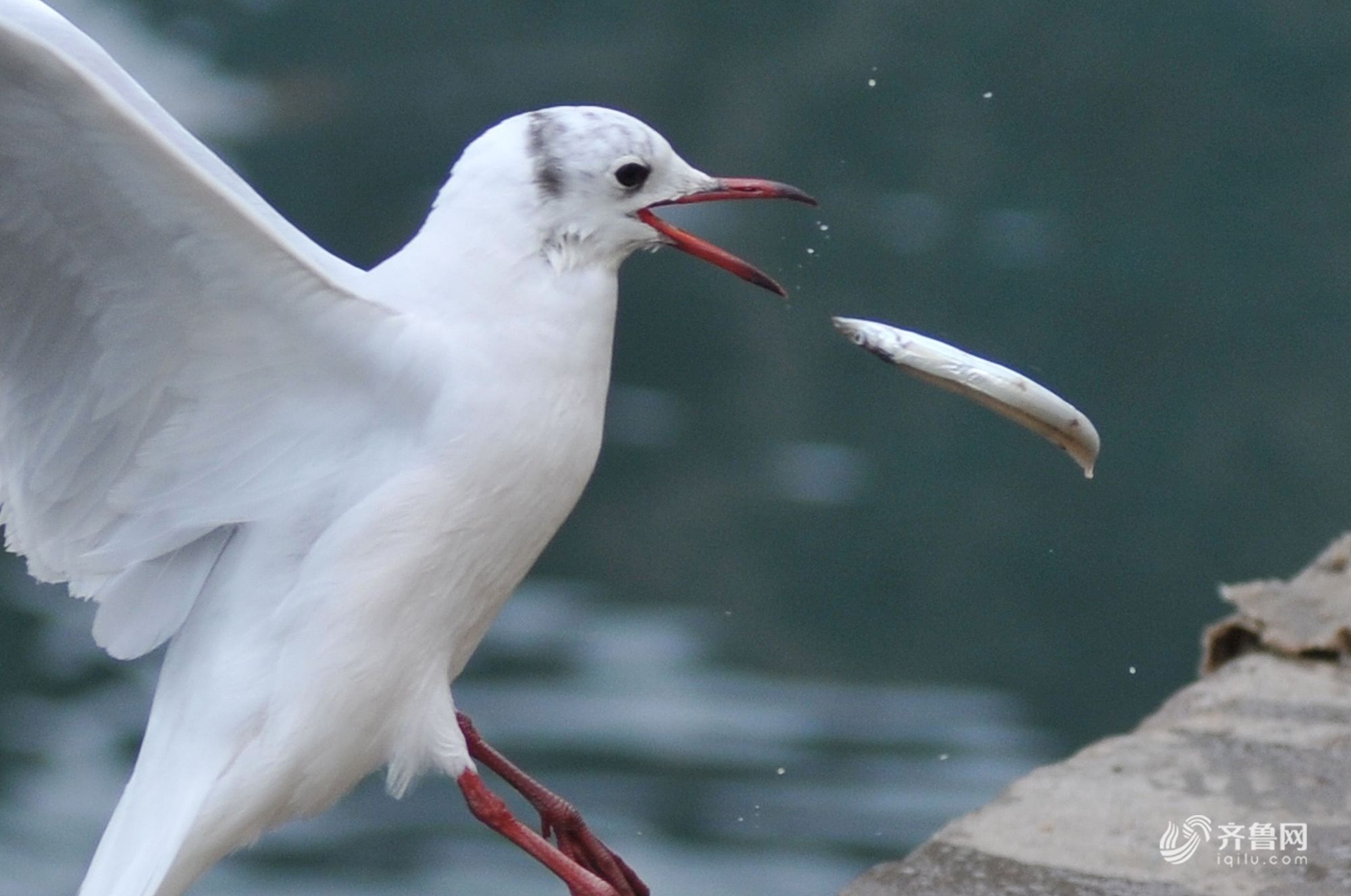 趣闻:青岛数千斤面条鱼靠岸遭萌鸥"哄抢"