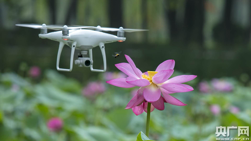 无人机跟着蜜蜂在"采蜜".(当地供图)