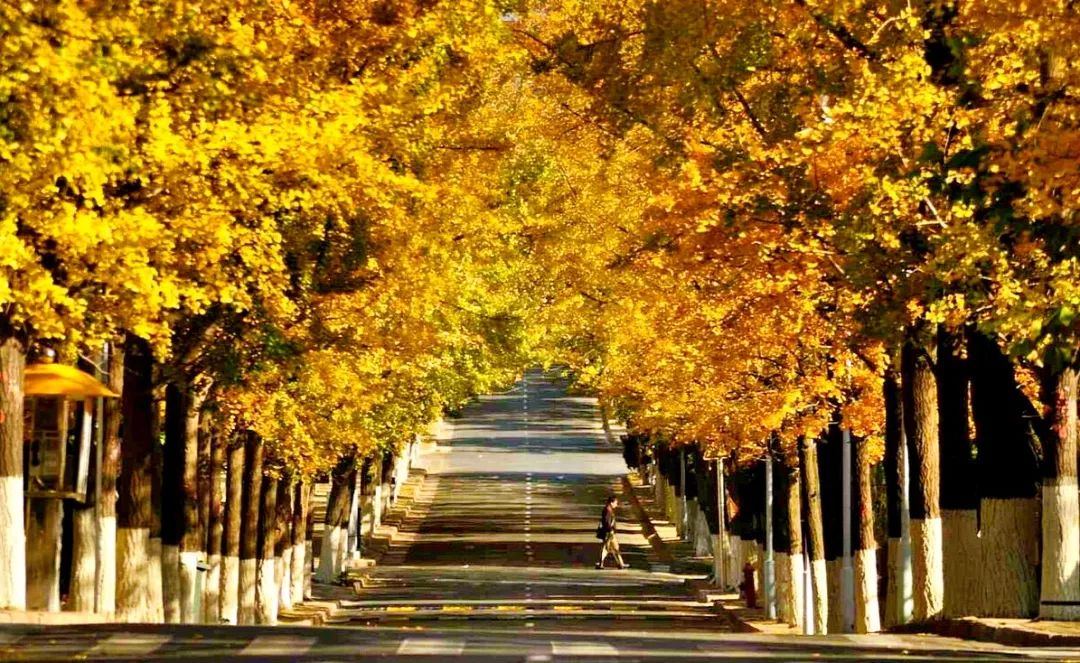 有一个秋天的童话叫八大关