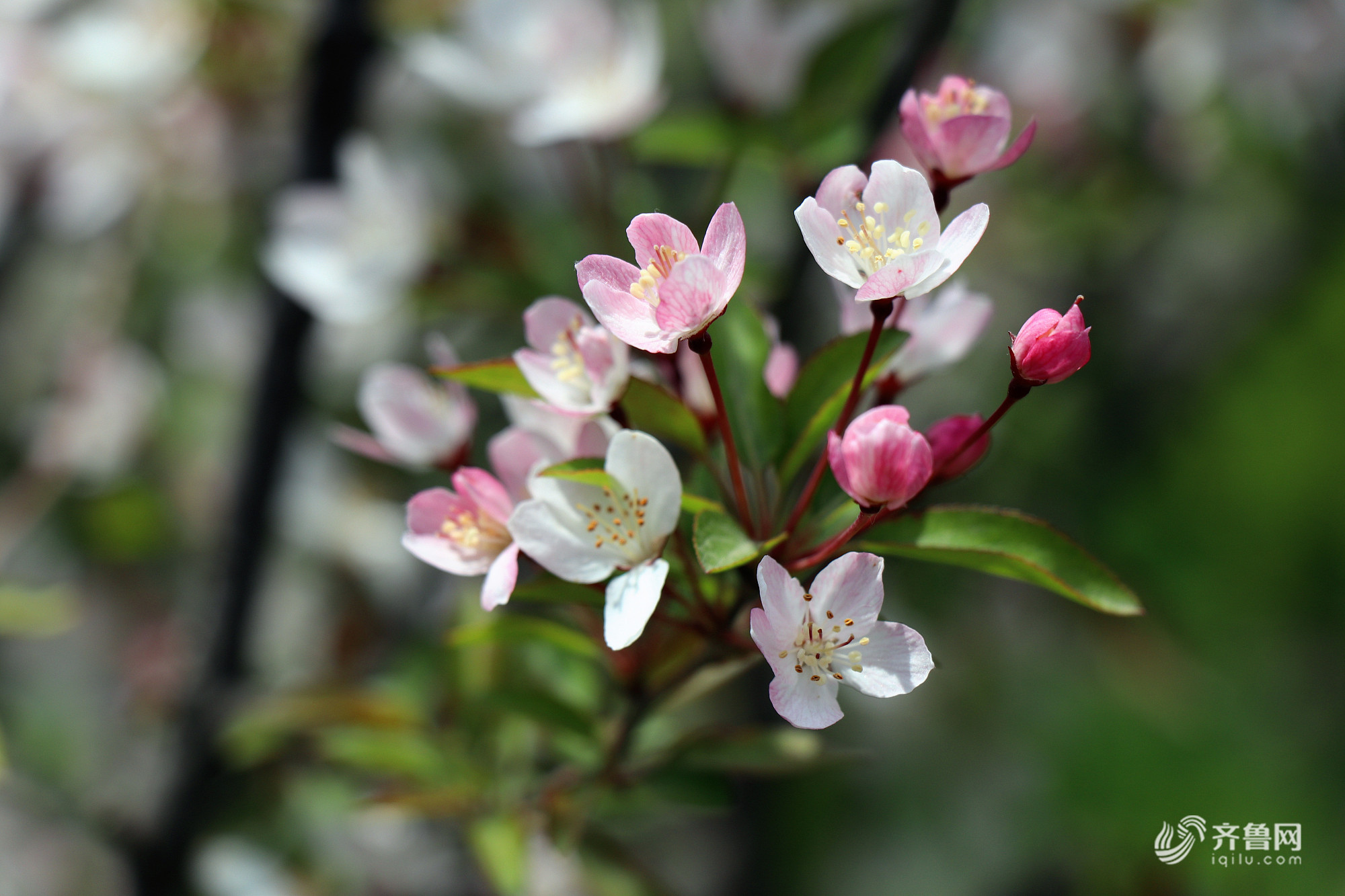 泰山海棠花盛开 漫山遍野美景如画