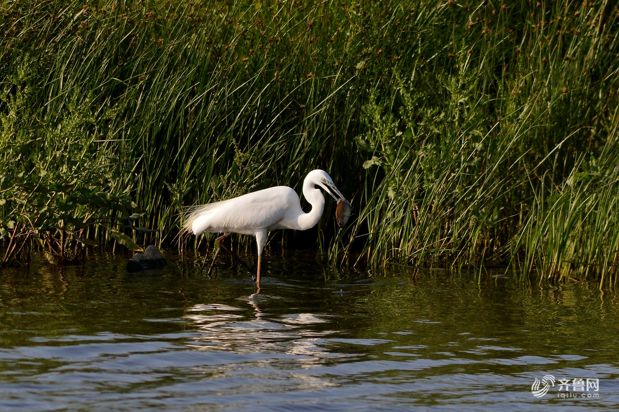 成群白鹭栖息入海口 镜头拍下夕阳中最美身影