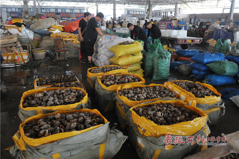 批发市场内的海螺摊位备货充足.