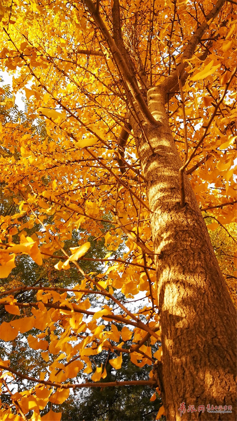 胶州万亩银杏树:美轮美奂仿若童话!