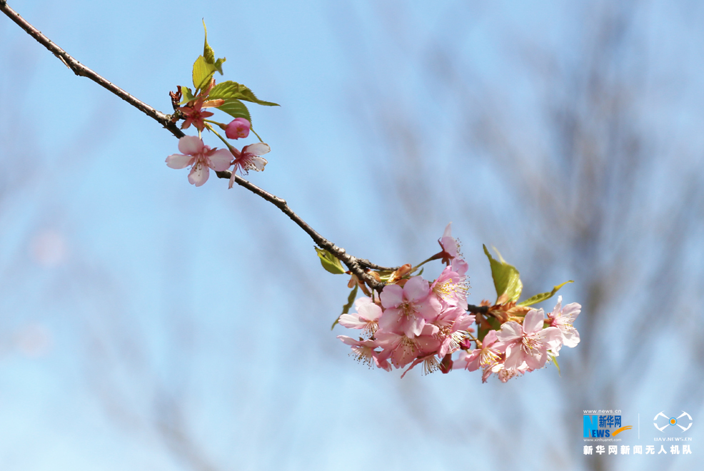 图为一枝樱花在蓝天下绽放(3月2日摄).新华网梁鸿儒 摄