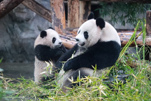 "胖达"在这里 上海又添两只熊猫宝宝[组图]