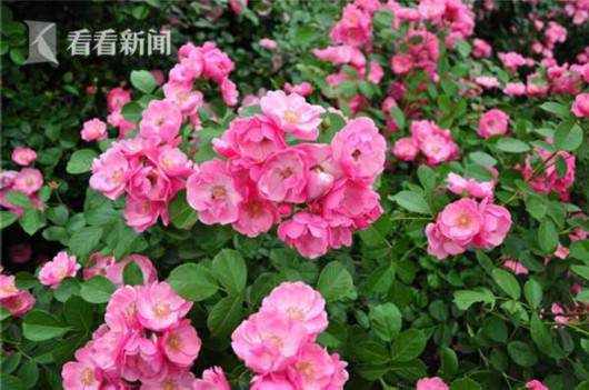 IMG_1197.JPG