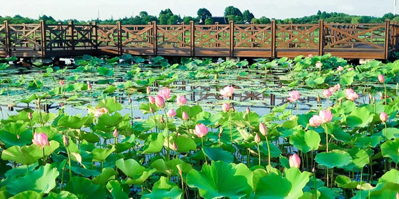 莲荷花展正当时 上海赏荷胜地"荷"你相约七月
