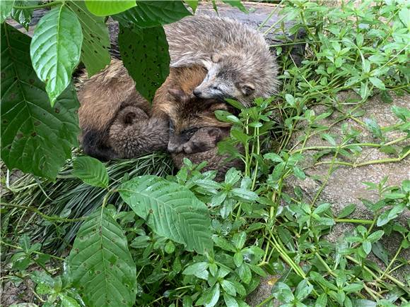小胖天线猫超萌貉宝宝上海动物园新伙伴前来报到