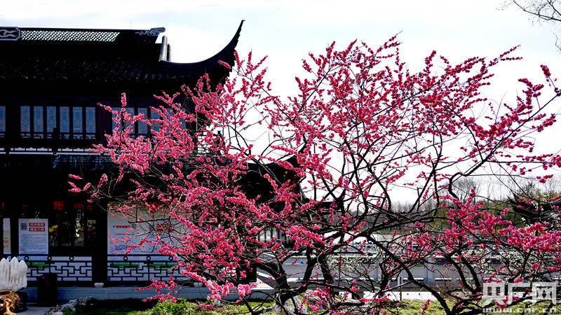 踏春赏梅迎接新春 第八届上海梅花节正月初一奉贤开幕