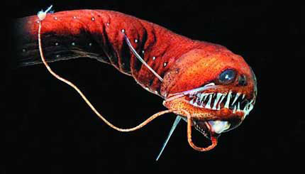 法国记者新书揭秘深海凶猛怪物