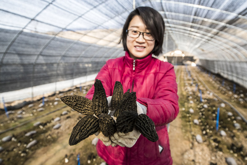 山西平陆小伙羊肚菌种植喜获丰收 亩产值达5万元