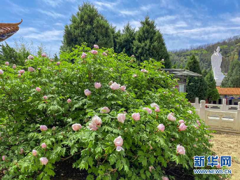 4月22日,古县牡丹园内,牡丹花竞相开放.新华网 发 (付宇鹏 摄)