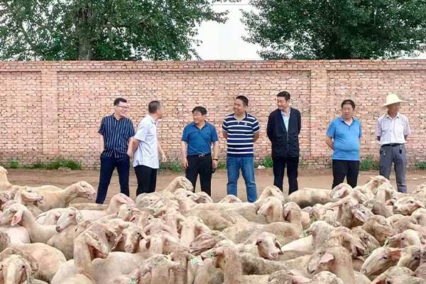 山西岢岚以羊为"媒" 推进乡村振兴