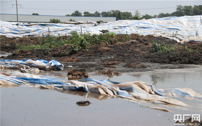 污泥污水堆积布满蚊蝇 图片来自大秦之声