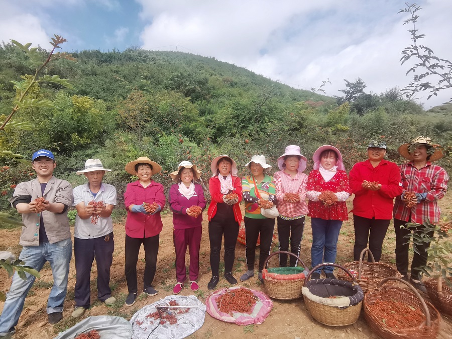 陕西频道 星阵  花椒富了半坡人,村上南,北两个村民小组也纷纷效仿