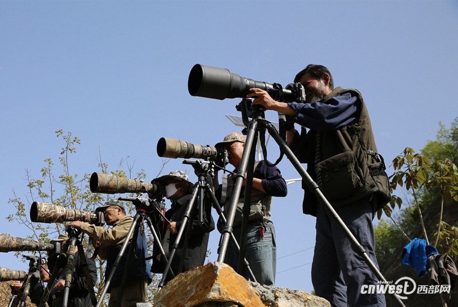 太阳鸟吸引大批观鸟爱好者