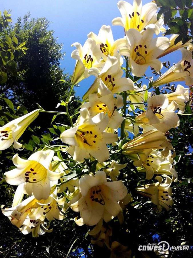 夏花灿烂 宁强山谷里的野百合开了