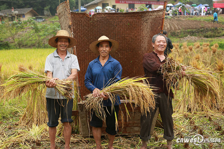 大巴山世外桃源收稻谷 唱山歌品美食庆丰收
