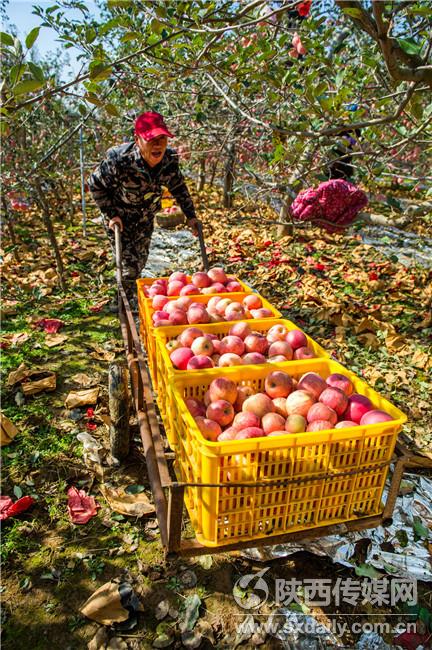 旬邑县50余万亩苹果丰收 果农摘果忙