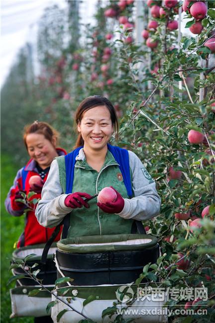 旬邑县50余万亩苹果丰收 果农摘果忙