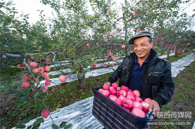 旬邑县50余万亩苹果丰收 果农摘果忙