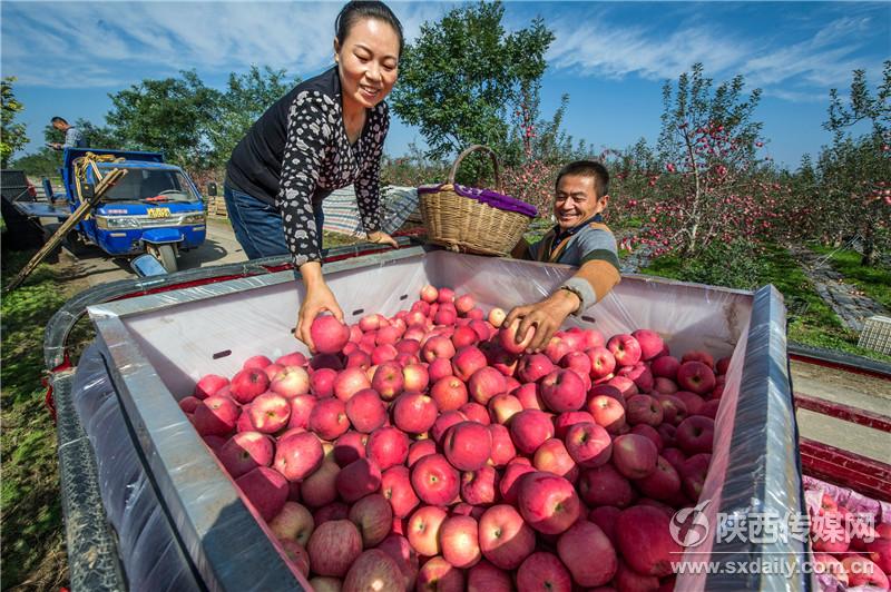 旬邑县张洪镇秦家屯庄村果农秦维锋正在和爱人将刚刚采摘的苹果装车.