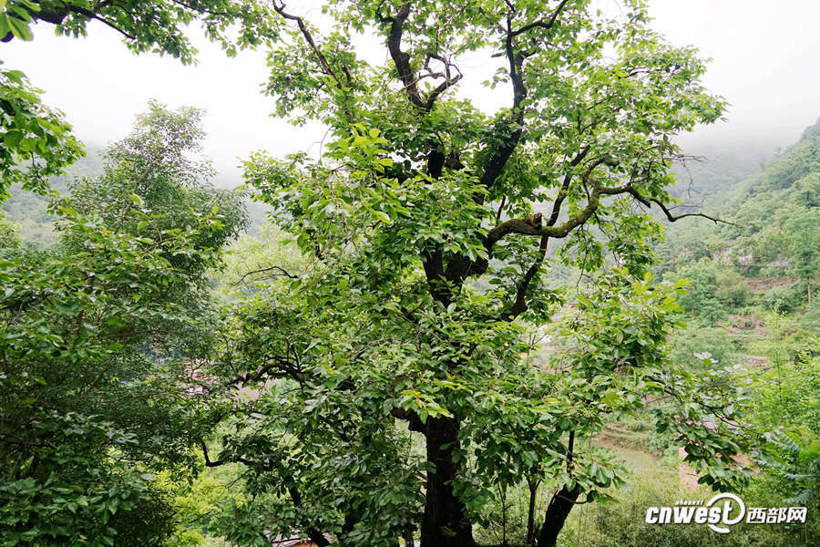 陕南乡村间的百年柿树 最高树龄达120余年