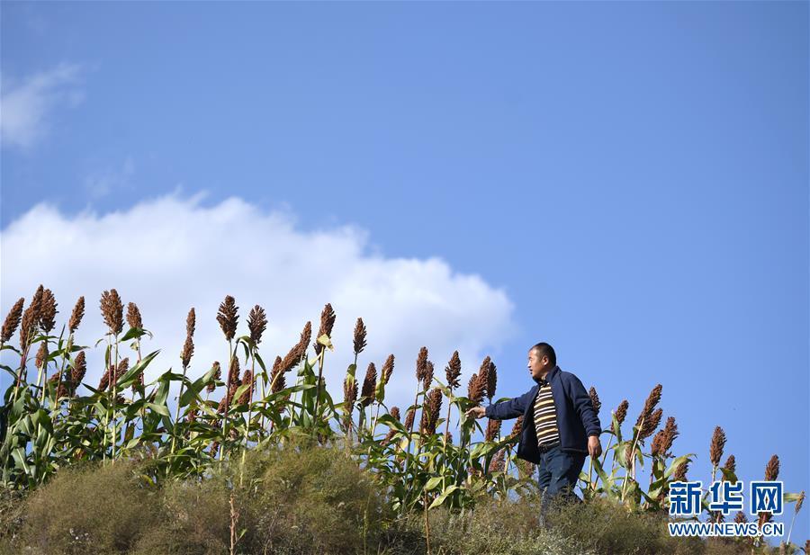 陕北高粱红满坡