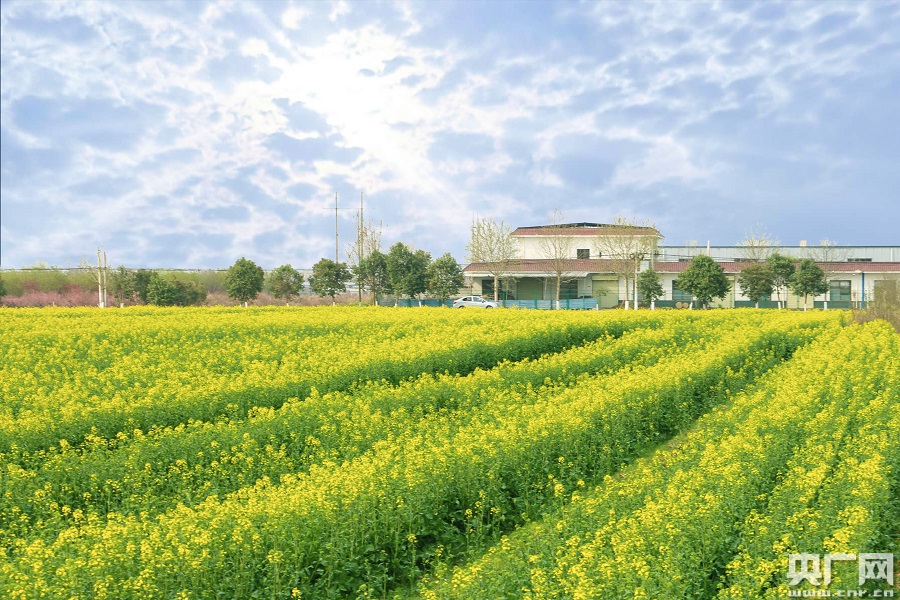 泾河新城千亩油菜花争相绽放