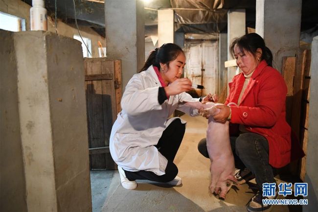 陕西留坝:农户贴心女兽医