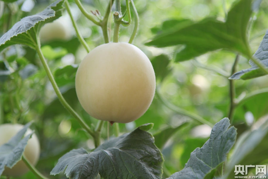 "网红"瓜也要打好文化牌——"中国甜瓜之乡"阎良采访见闻