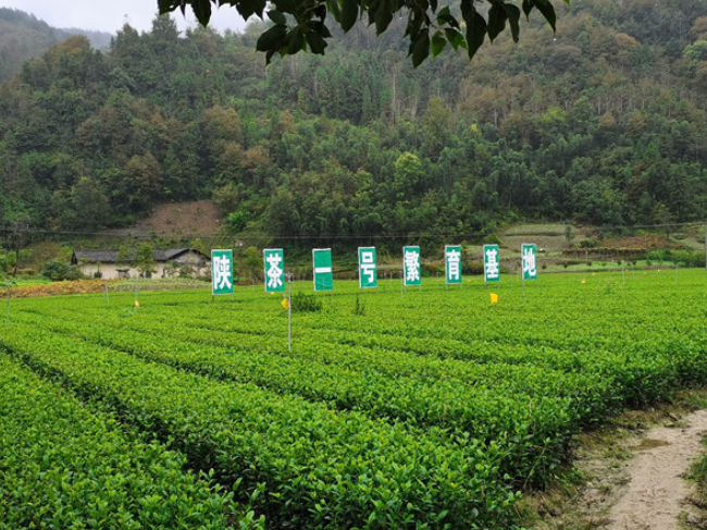 统战宣传基层行|坚守的力量:一个陕西新阶层人士的科技扶贫样本_央广