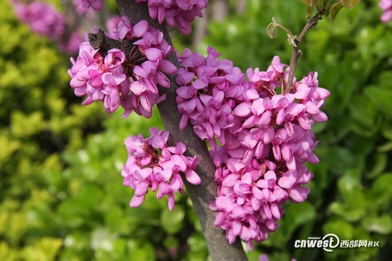 春到长安赏花去! 陕西最美的十大赏花地推荐