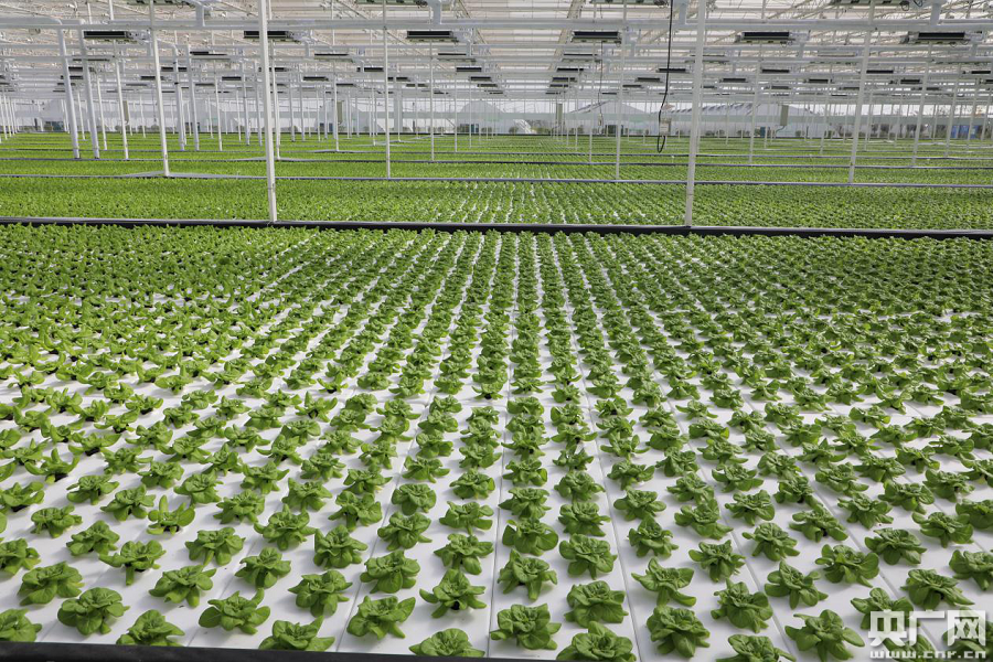 植物工厂,让农业生产"脱离自然"