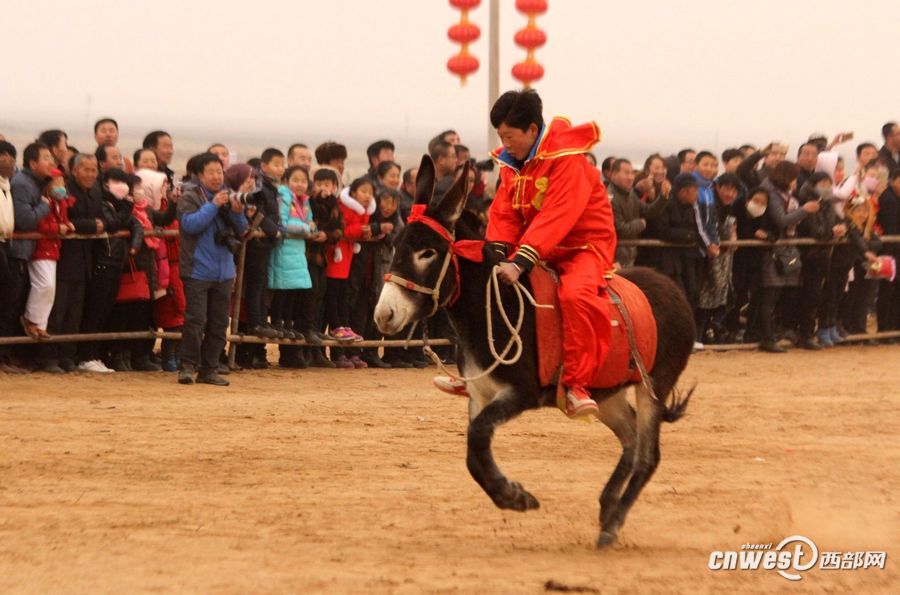 陕西定边春节上演特色民俗赛驴