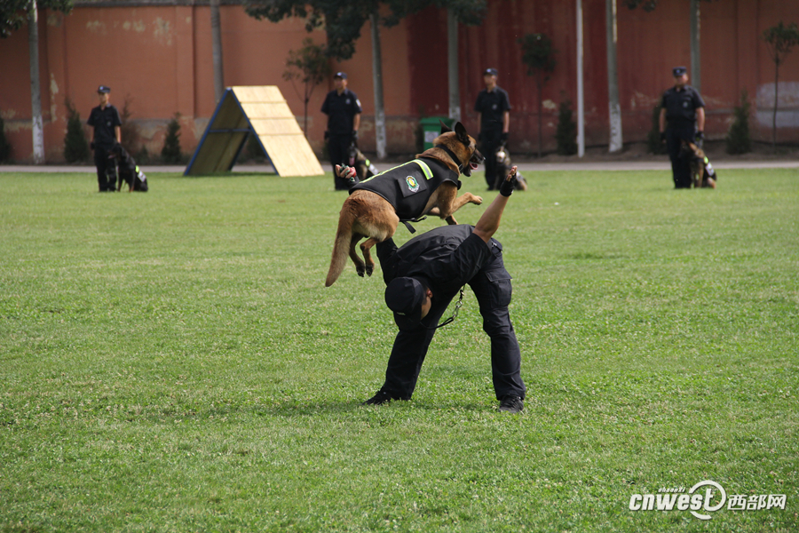 陕西省300余警犬宝鸡同台竞技搜毒搜爆各显"神通"