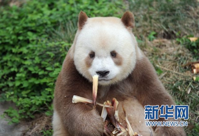 秦岭棕色大熊猫:"弃仔"到"七仔" 命运大不同