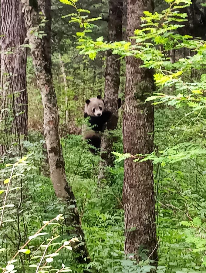 秦岭主峰太白山冰凌沟再现野生大熊猫