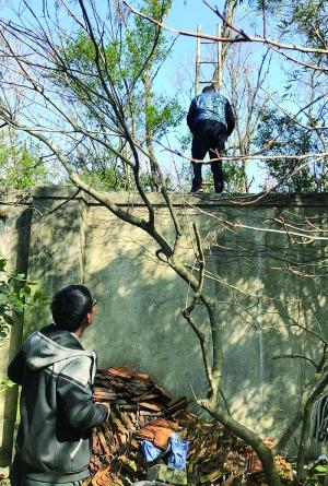 团伙带游客翻墙野生动物园 节假日一天送进七八十人