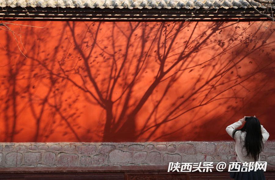 给红墙拍张空镜头,也是很美的,墙上的树影就是一幅画.