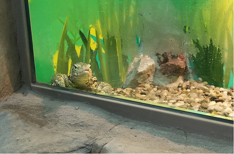 天津动物园两栖爬行馆升级改造将于元旦亮相