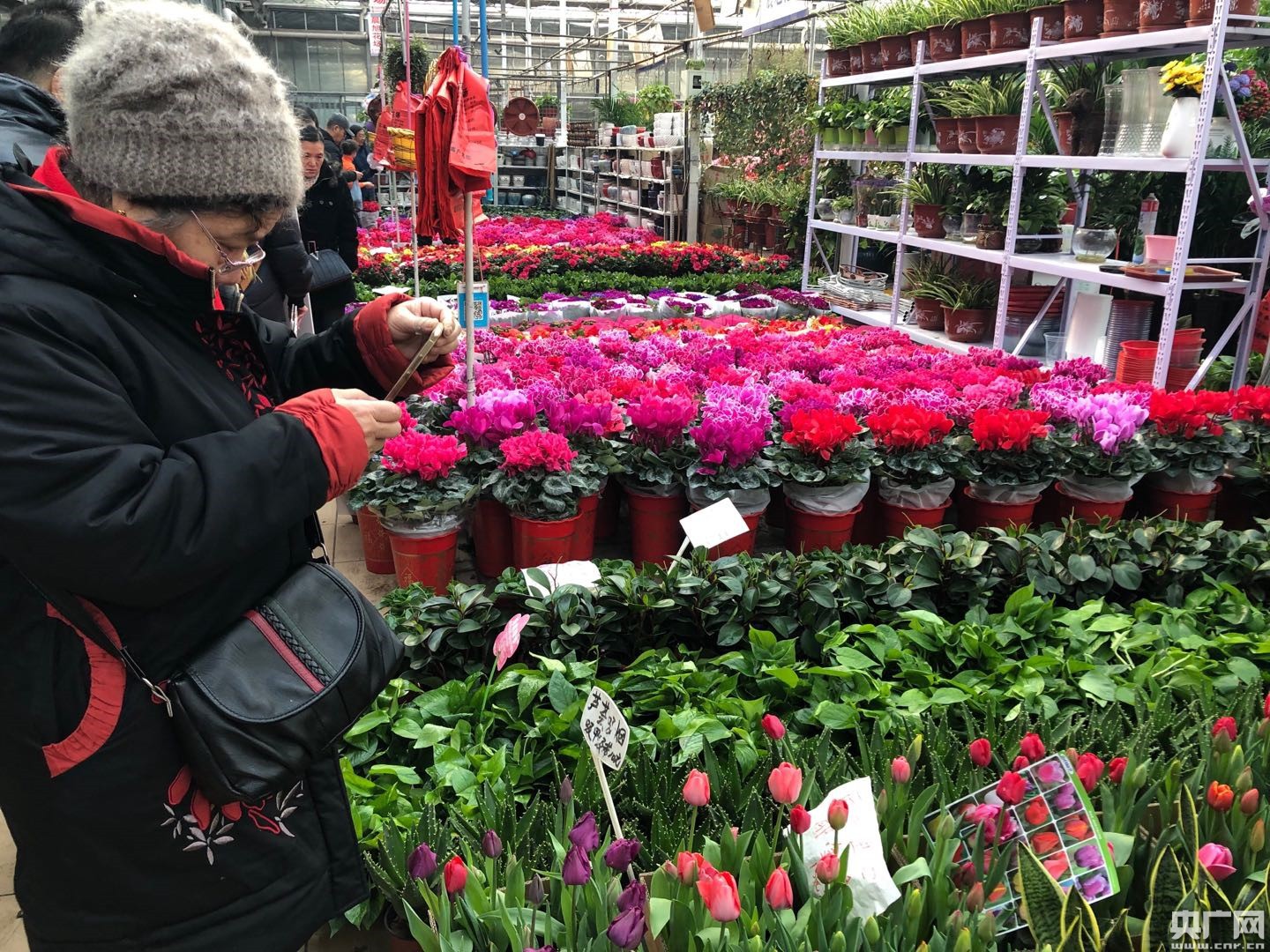 民生天津   曹庄花卉植物园热带雨林文化节开幕   寒冬中的曹庄花卉
