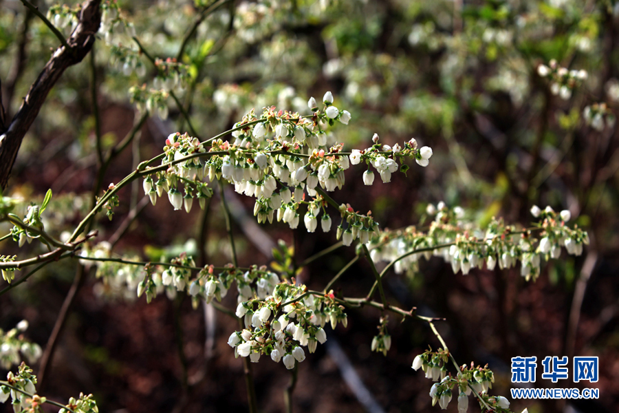 蓟州区马伸桥镇蓝莓产业园花团锦簇一番繁荣向好