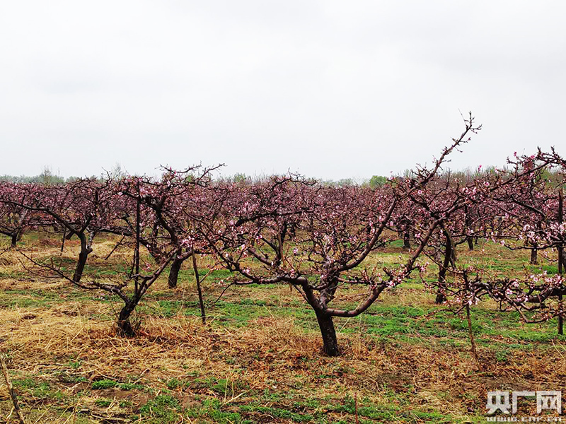 第五届"天津武清汊沽港惠民桃花文化节"在津溪桃源举办