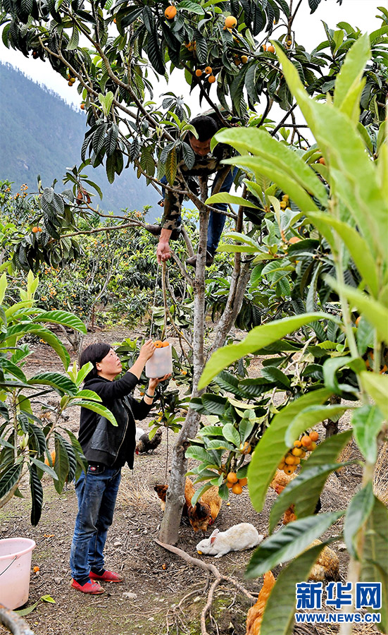 西藏察隅农场枇杷熟了