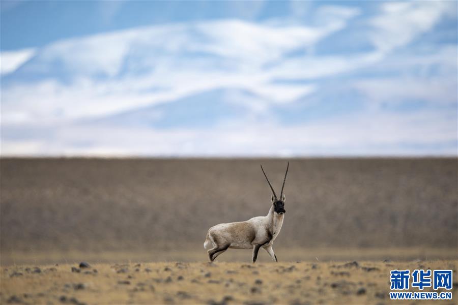 一只藏羚羊在西藏羌塘国家级自然保护区的原野上活动(12月14日摄