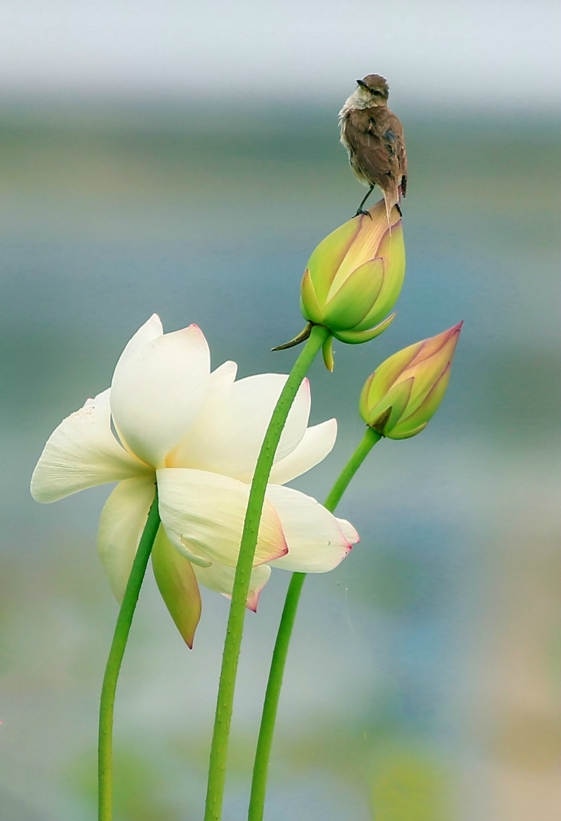 【诗情画意】赏荷观鸟青华海